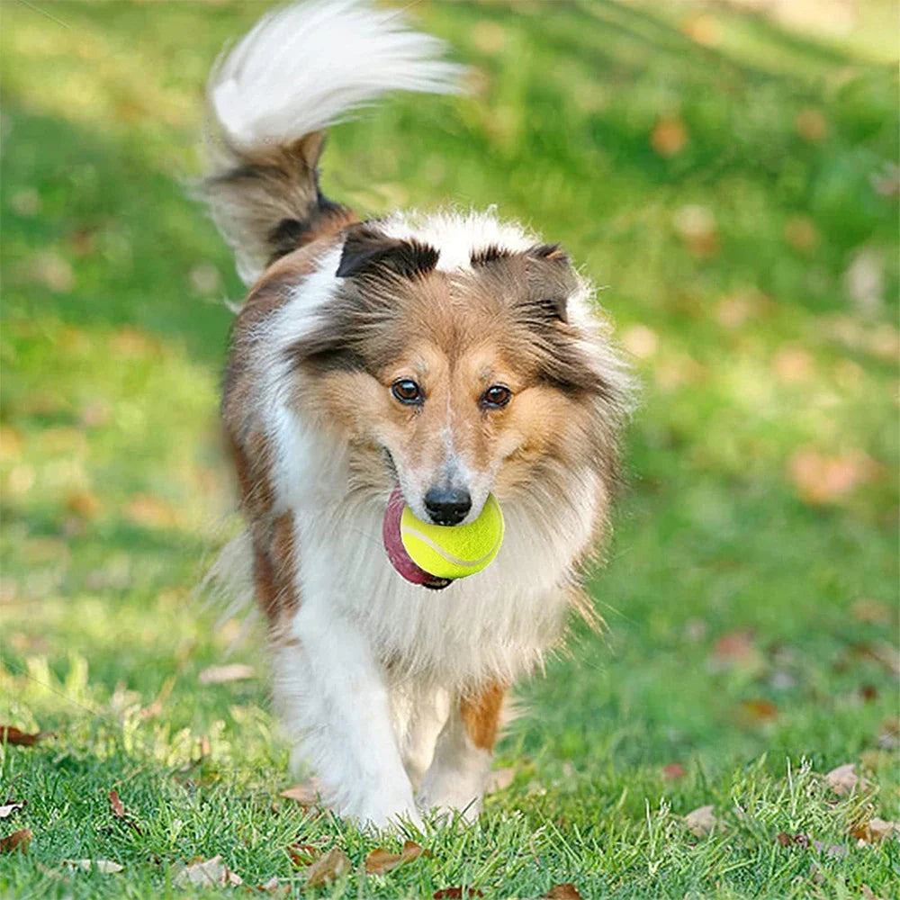 Dog Balls & Fetch Toys