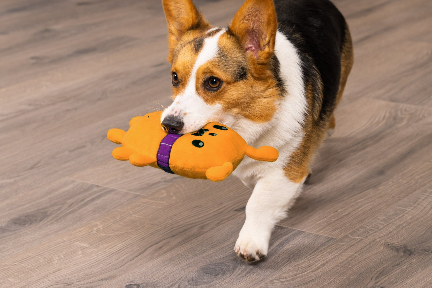 Dog Toys